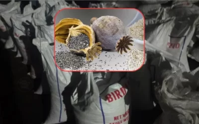 পাখির খাদ্যের আড়ালে পাকিস্তান হতে আসলো আমদানি নিষিদ্ধ পপি বীজ