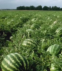 তিন ভাইয়ের তরমুজ চাষ, ফলন প্রত্যাশার চেয়েও বেশি