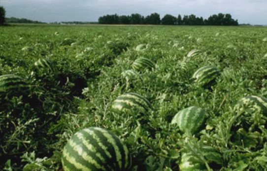 তিন ভাইয়ের তরমুজ চাষ, ফলন প্রত্যাশার চেয়েও বেশি