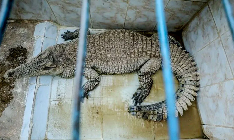 কারাগার পাহারায় নীল নদের কুমির ব্যবহারের পরিকল্পনা ইসরায়েলের
